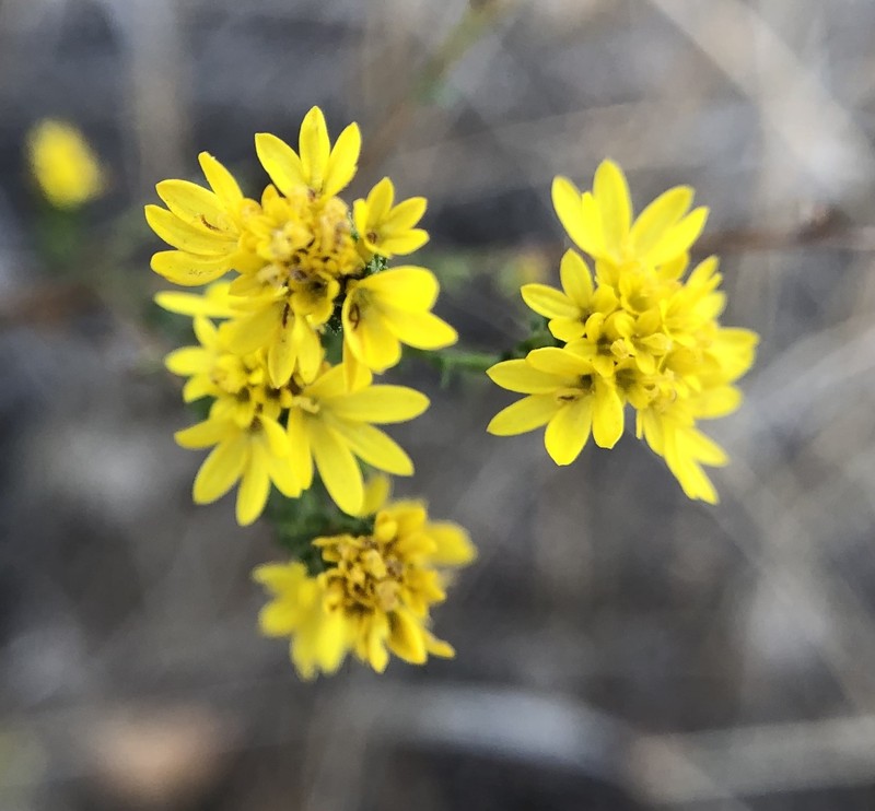 Lessingia pectinata var. tenuipes photo 8