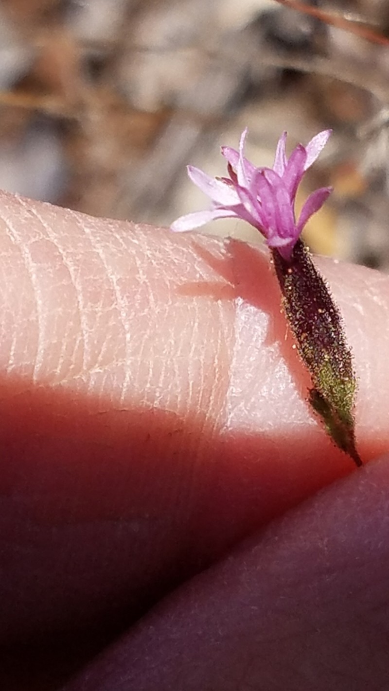 Sonoma Lessingia