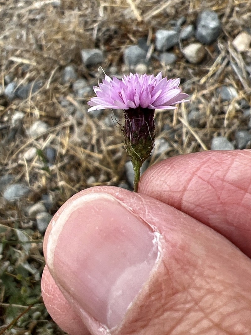 Sonoma Lessingia photo 2