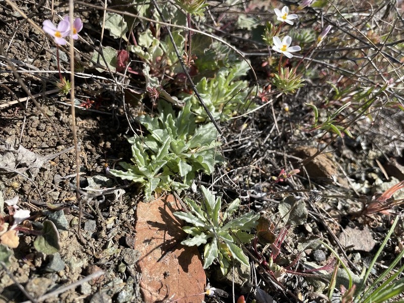 Sonoma Lessingia photo 3