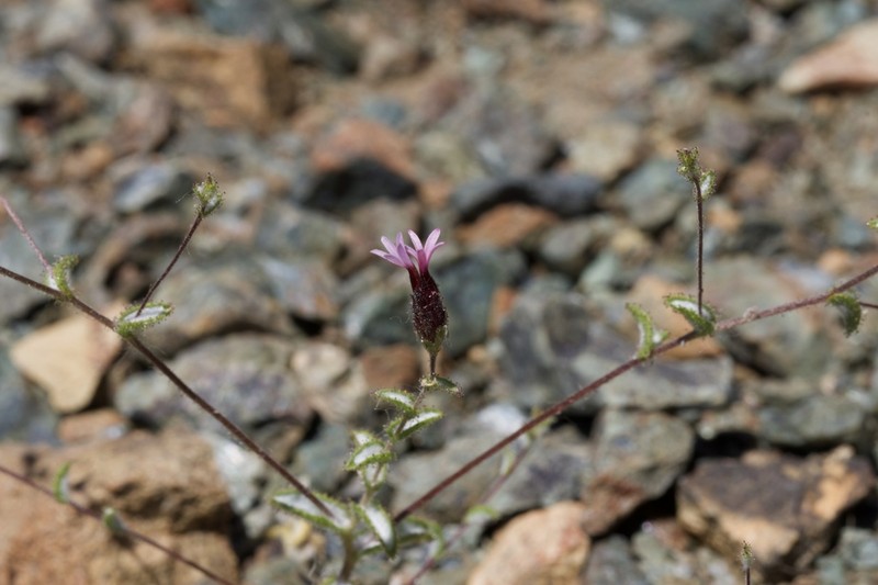 Sonoma Lessingia photo 5