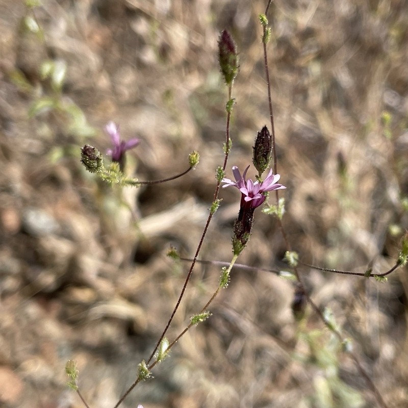 Sonoma Lessingia photo 6