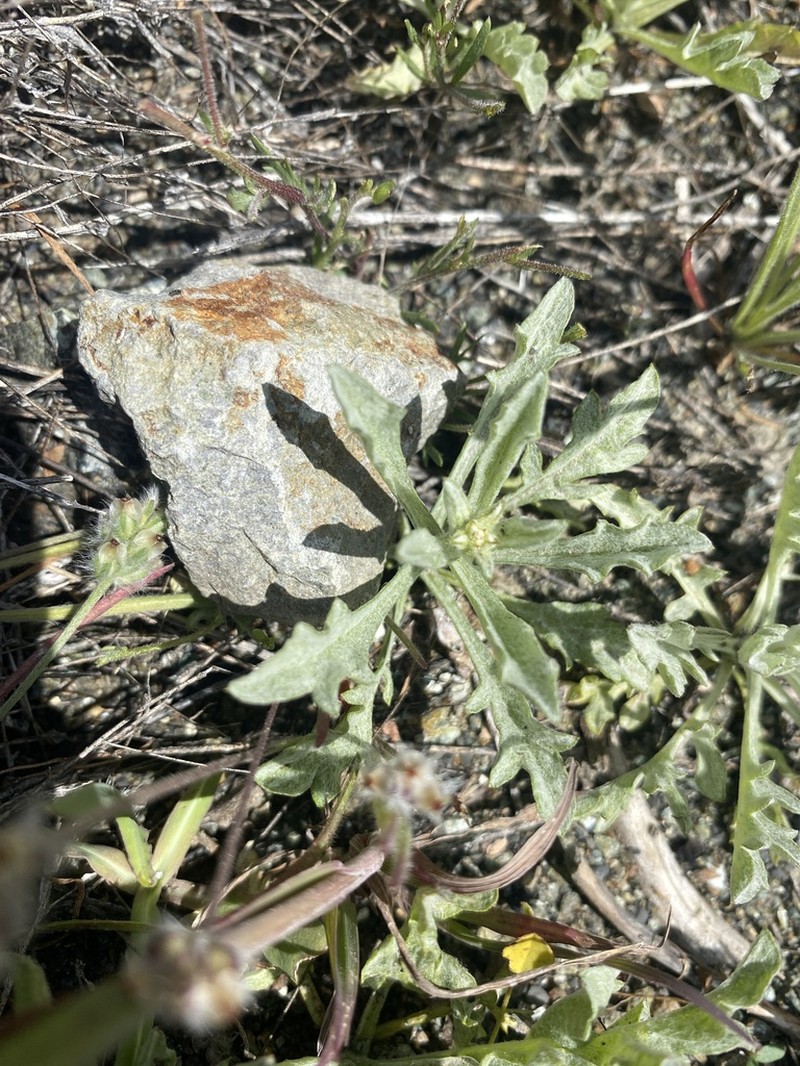 Sonoma Lessingia photo 7