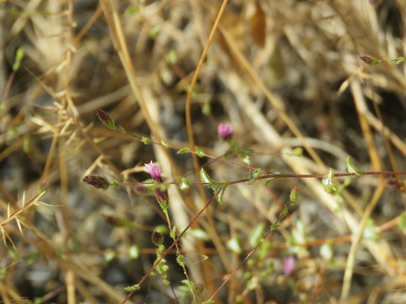 Sonoma Lessingia photo 8