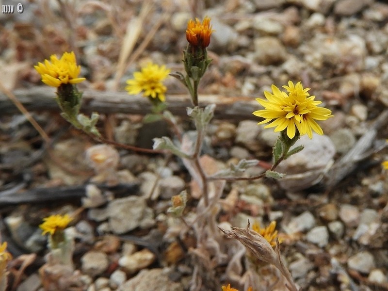 Spring Lessingia
