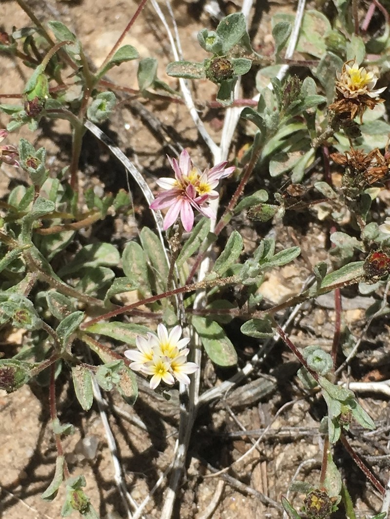 Spring Lessingia photo 2