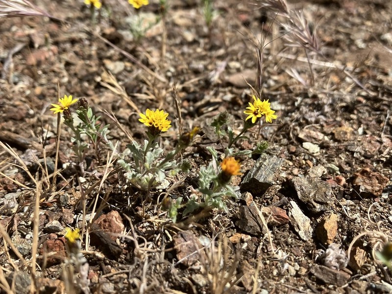 Spring Lessingia photo 3