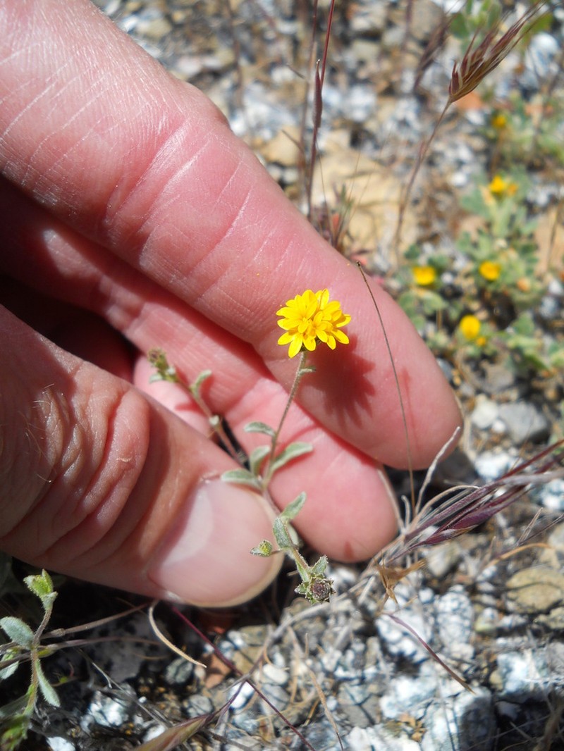Spring Lessingia photo 4