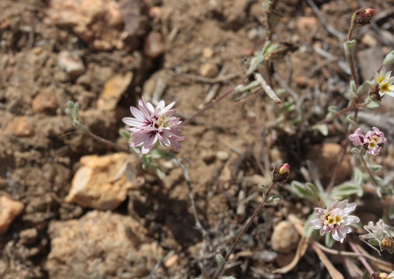 Spring Lessingia photo 5