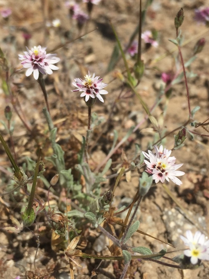 Spring Lessingia photo 6