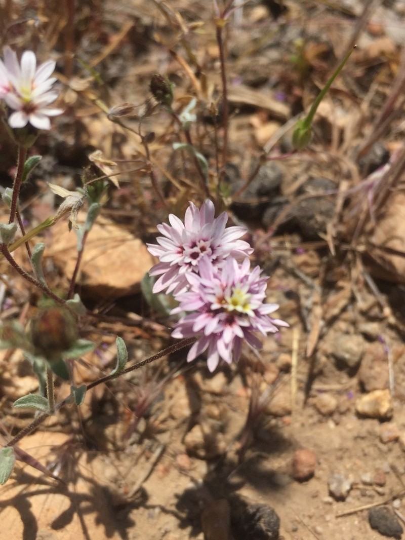 Spring Lessingia photo 7
