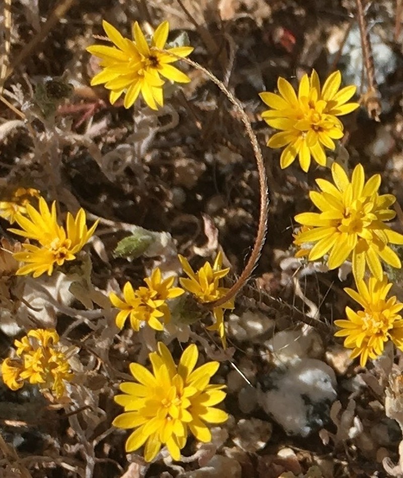 Spring Lessingia photo 8