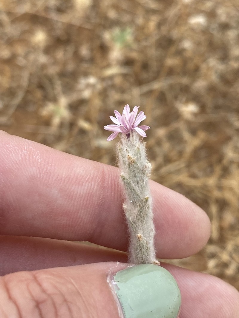 Wand Lessingia photo 7