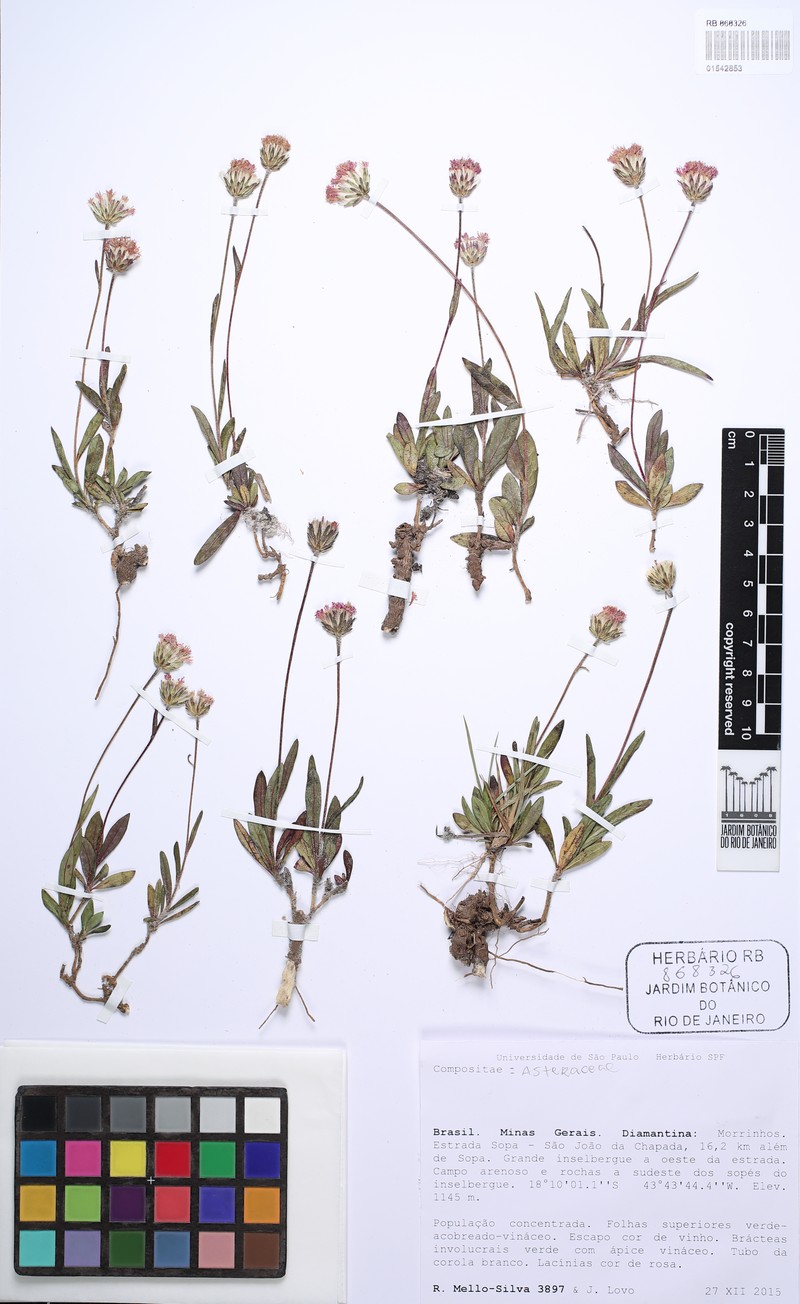 Lessingianthus adenophyllus