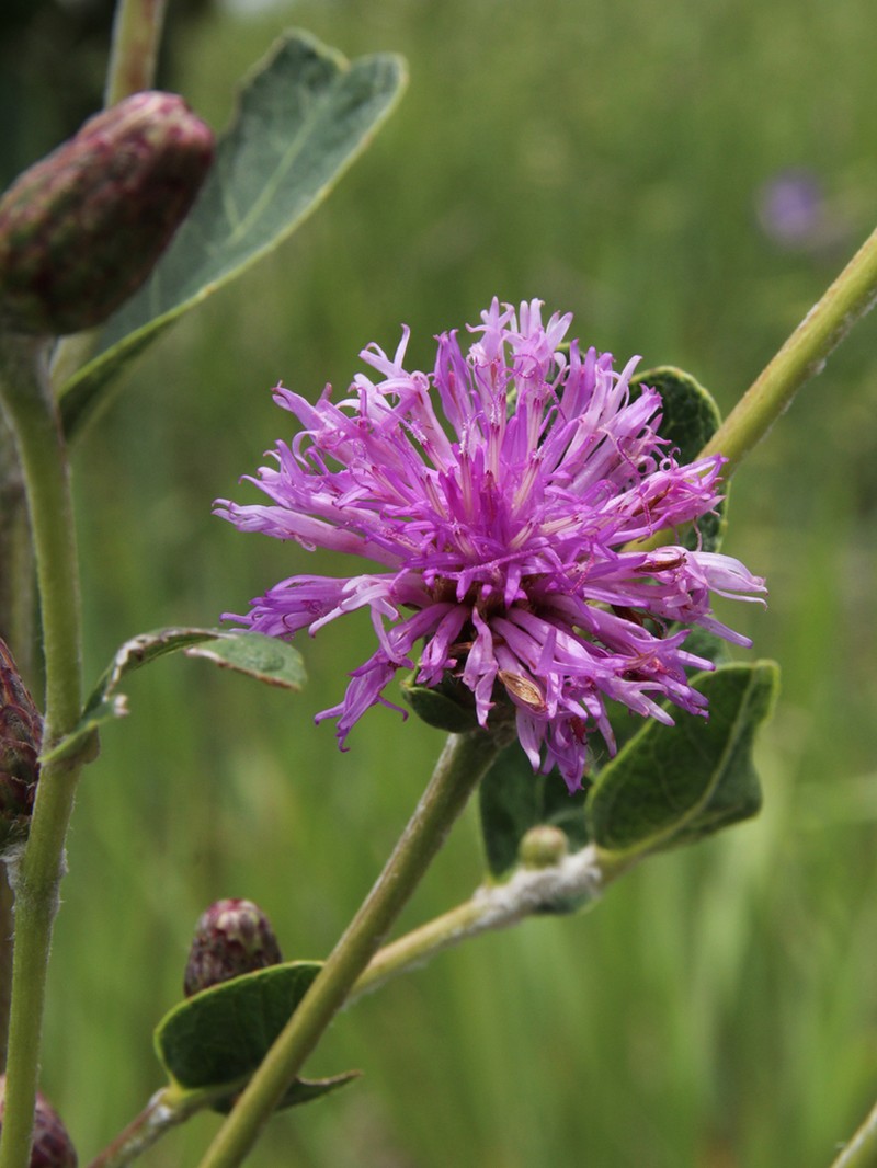 Lessingianthus ammophilus photo 2