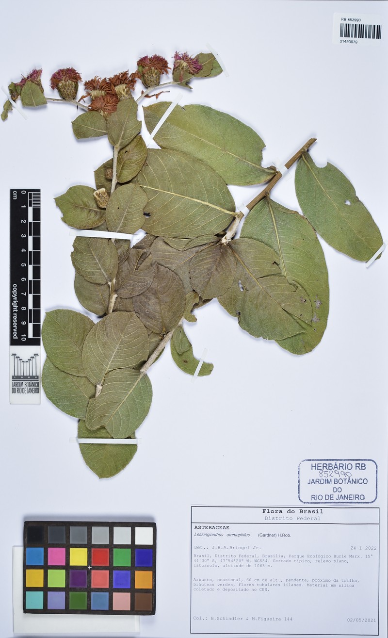 Lessingianthus ammophilus photo 3