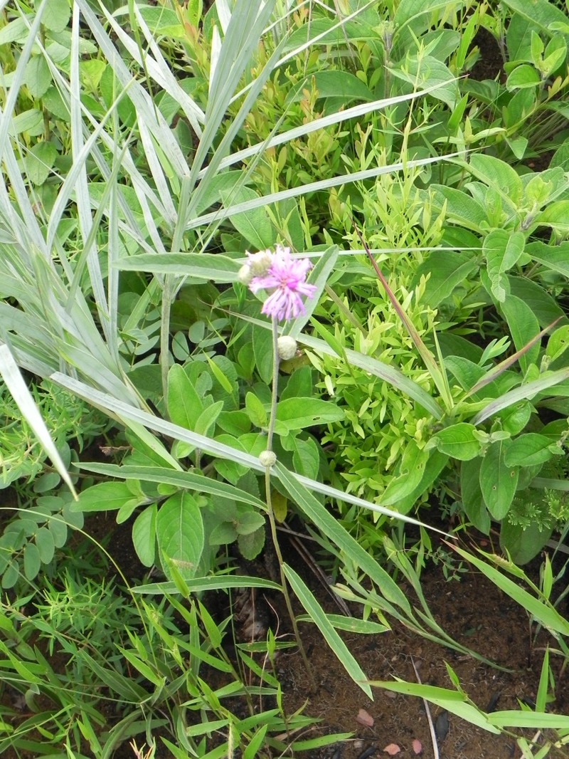 Lessingianthus ammophilus