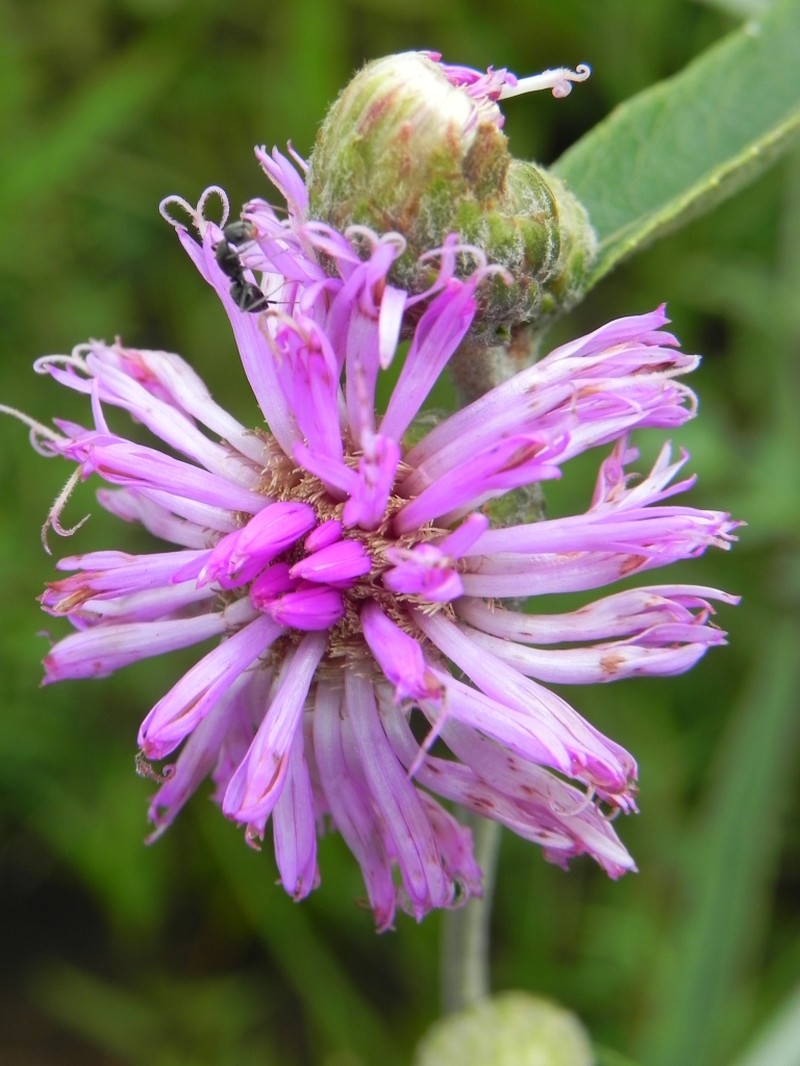 Lessingianthus ammophilus photo 4