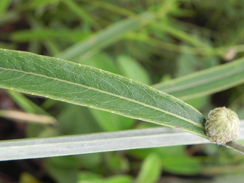 Lessingianthus ammophilus photo 5