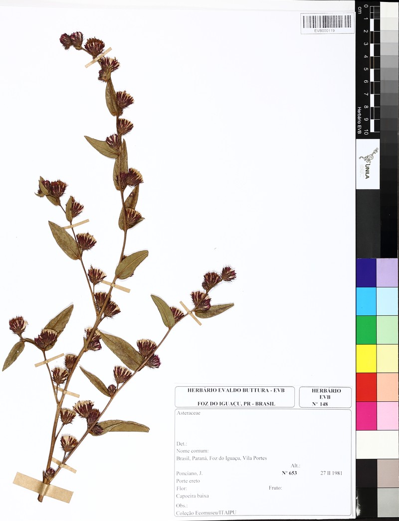 Lessingianthus arachniolepis