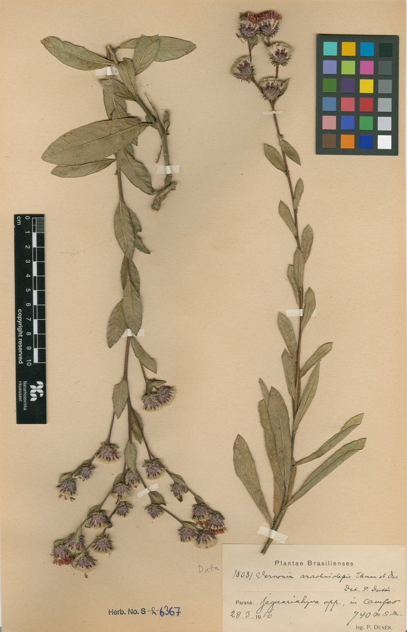 Lessingianthus arachniolepis photo 2