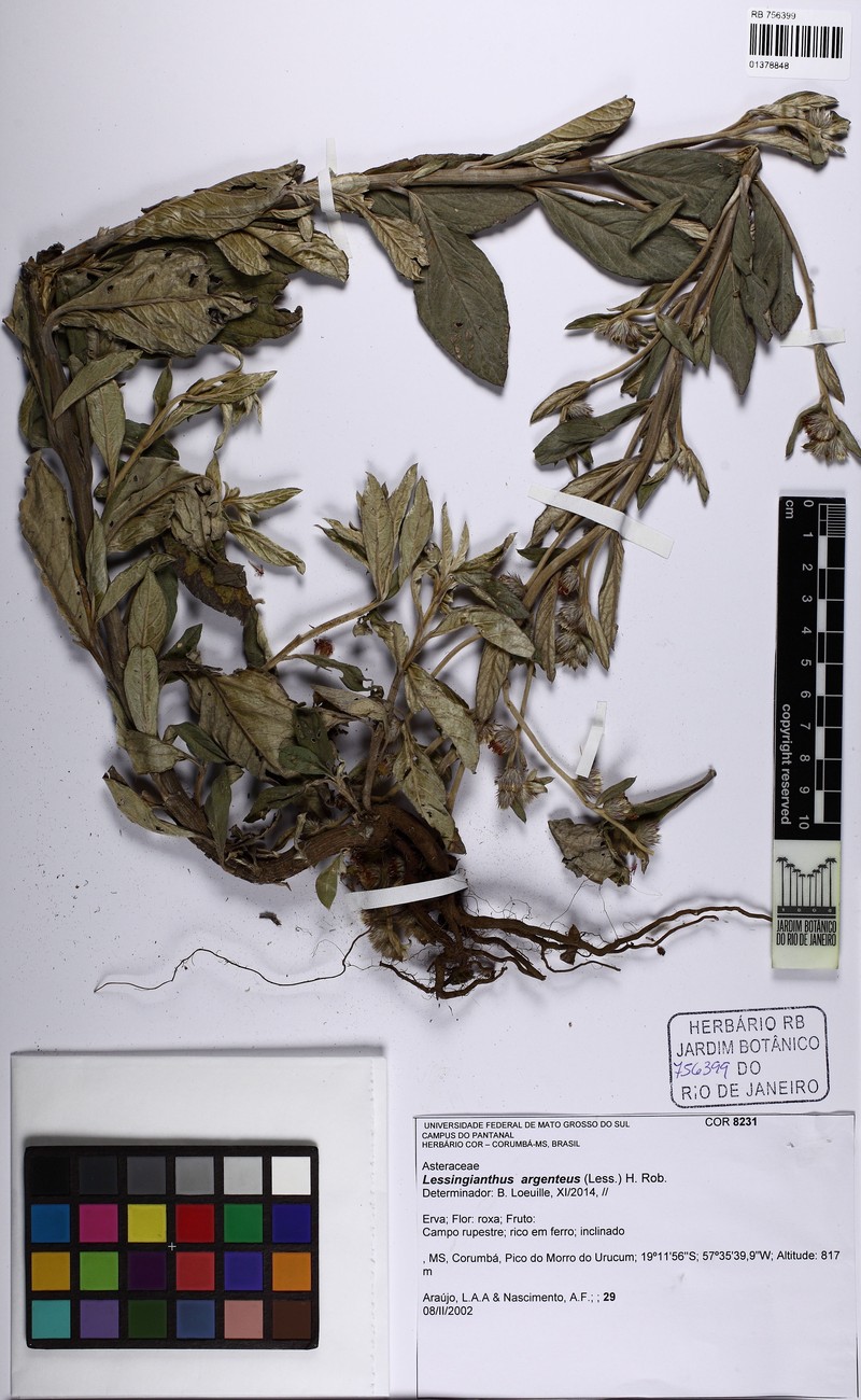 Lessingianthus argenteus