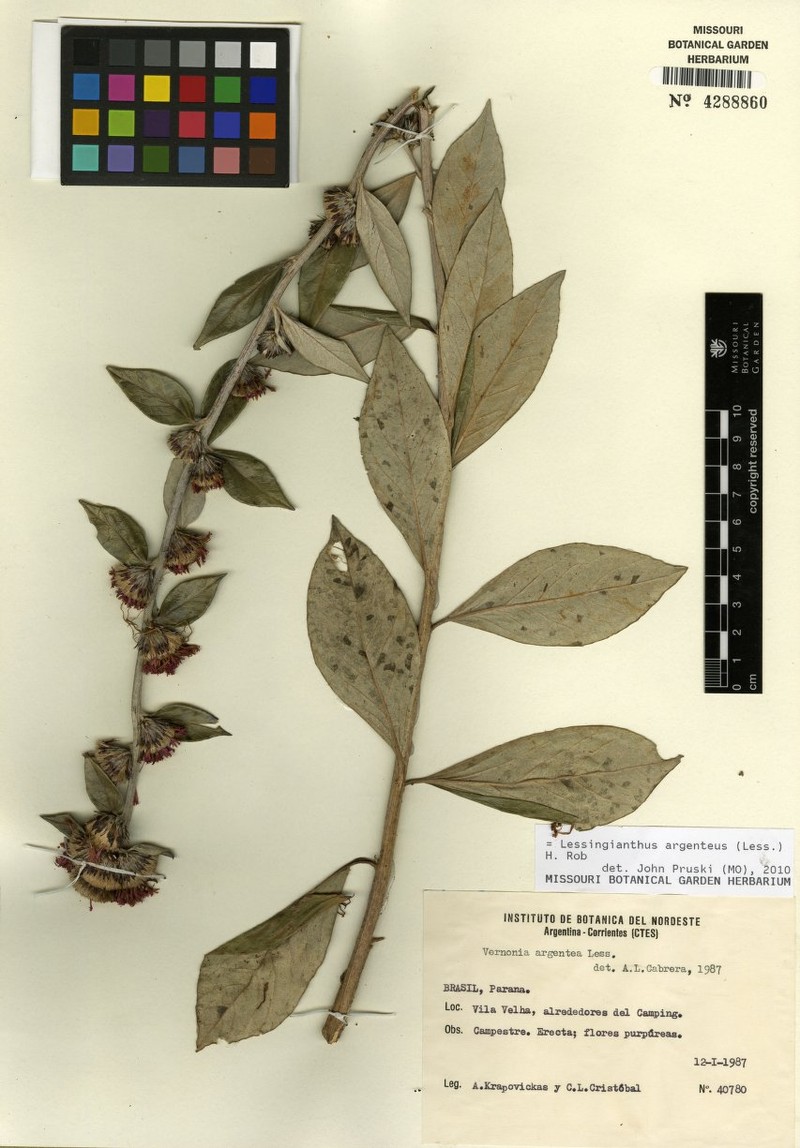 Lessingianthus argenteus photo 2