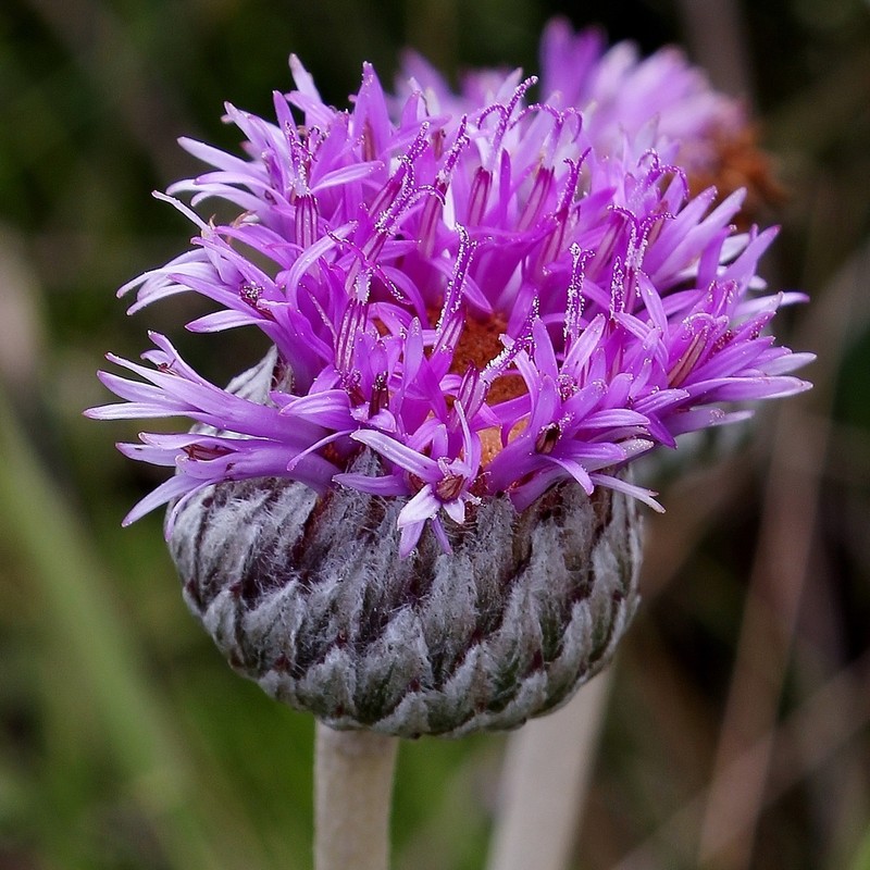 Lessingianthus argyrophyllus