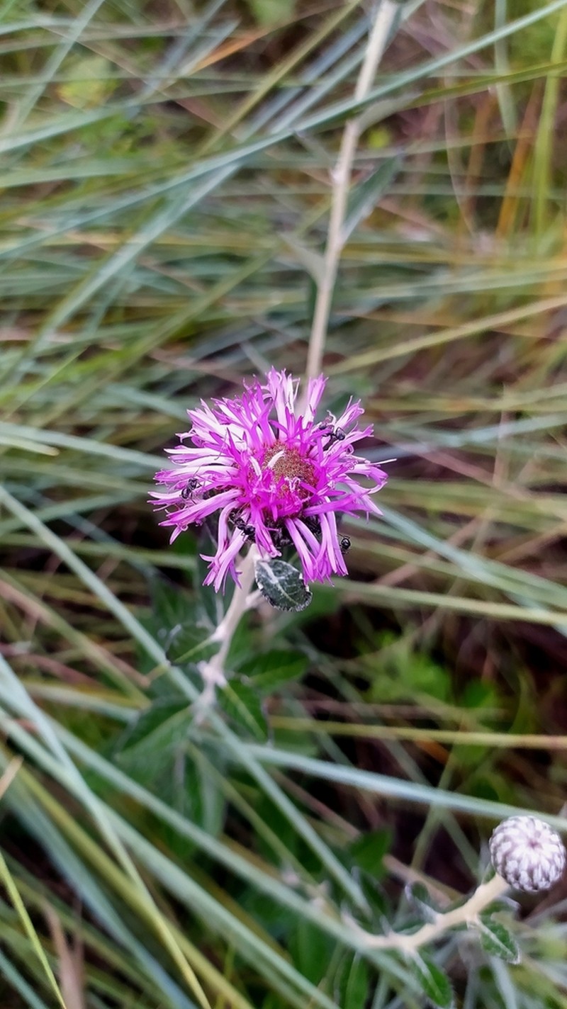 Lessingianthus argyrophyllus photo 2