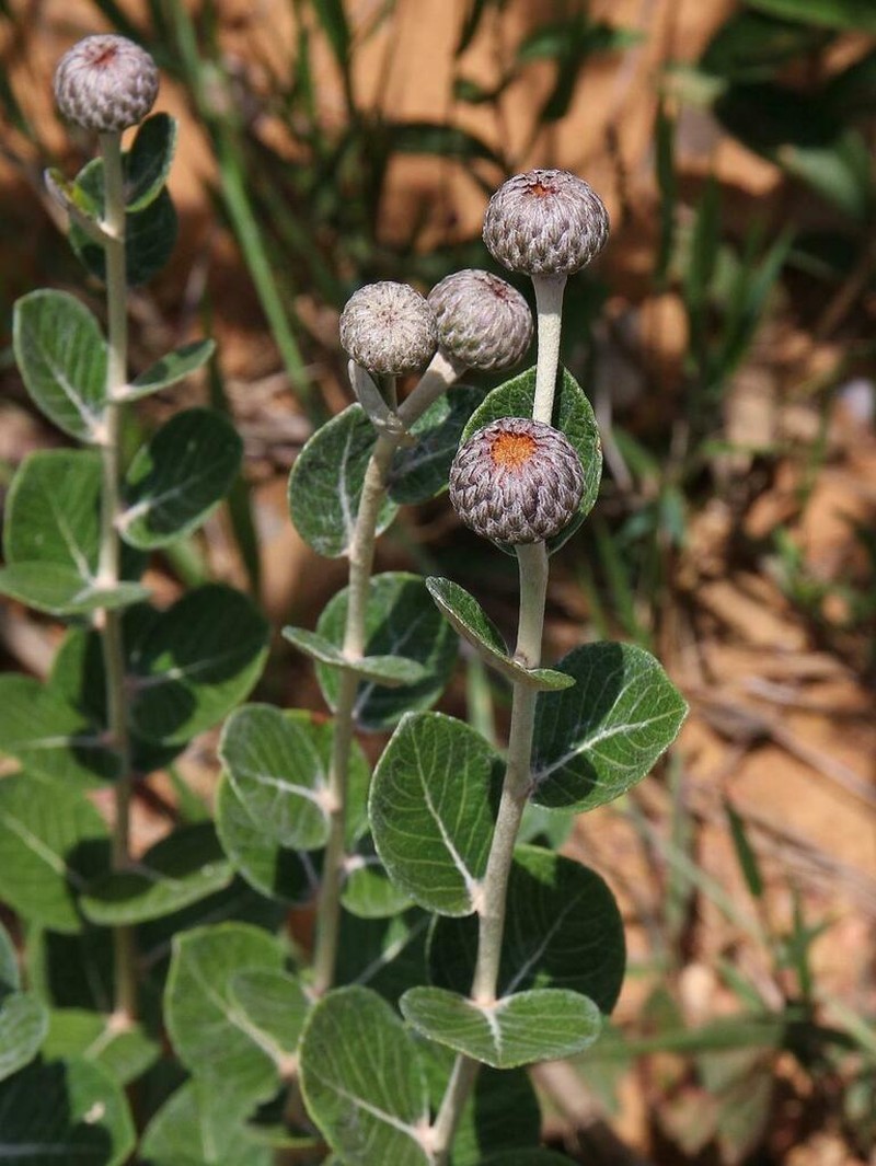Lessingianthus argyrophyllus photo 3
