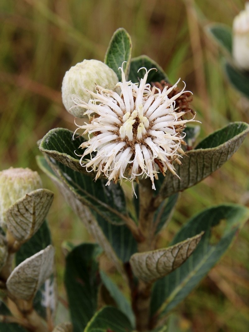 Lessingianthus argyrophyllus photo 4