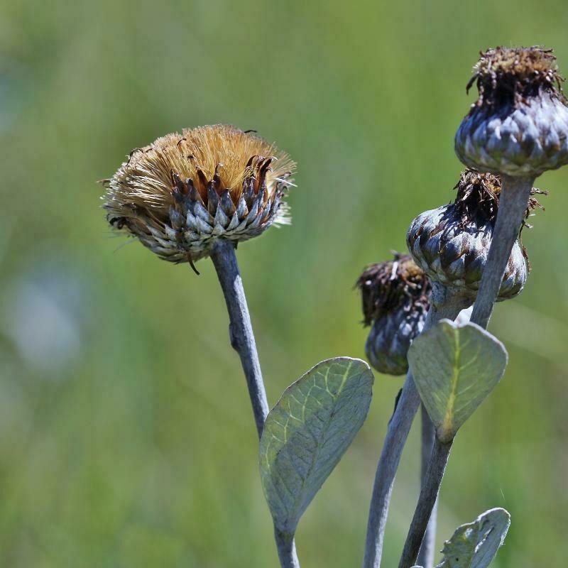 Lessingianthus argyrophyllus photo 5