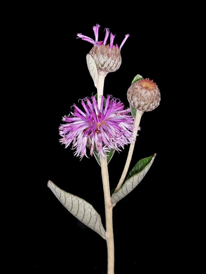 Lessingianthus argyrophyllus photo 6