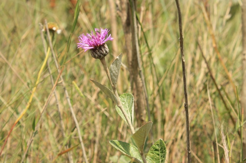 Lessingianthus argyrophyllus photo 7