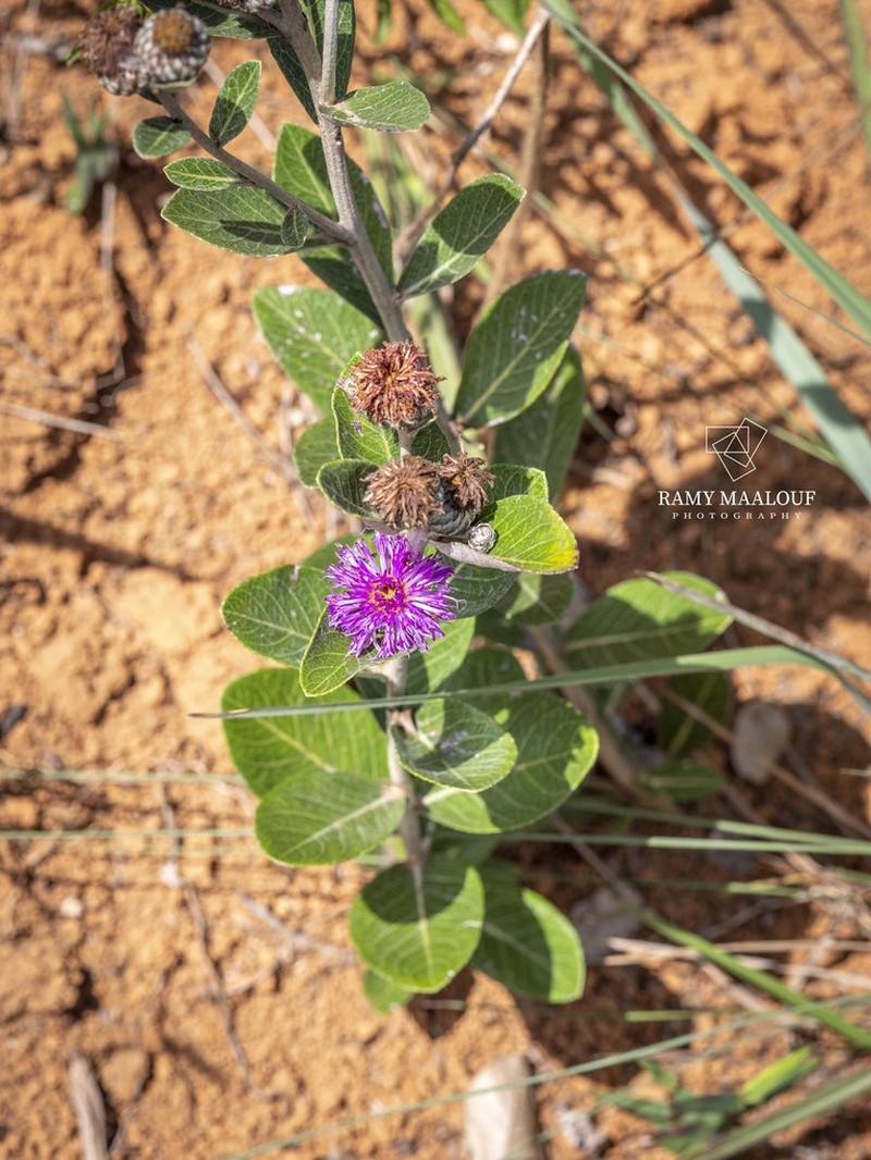 Lessingianthus argyrophyllus photo 8