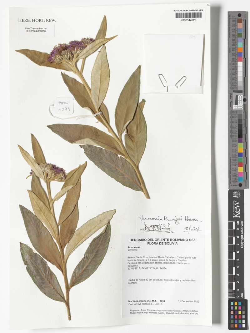 Lessingianthus asteriflorus