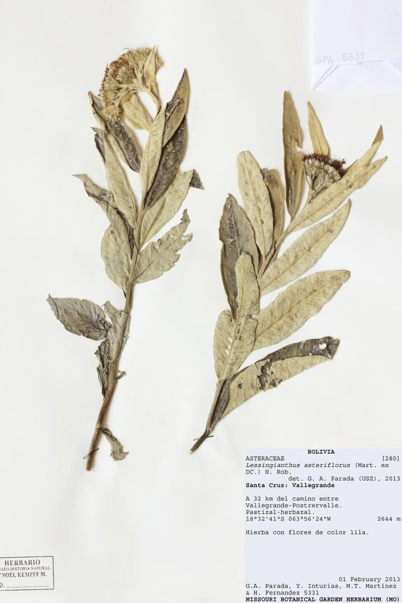 Lessingianthus asteriflorus photo 2