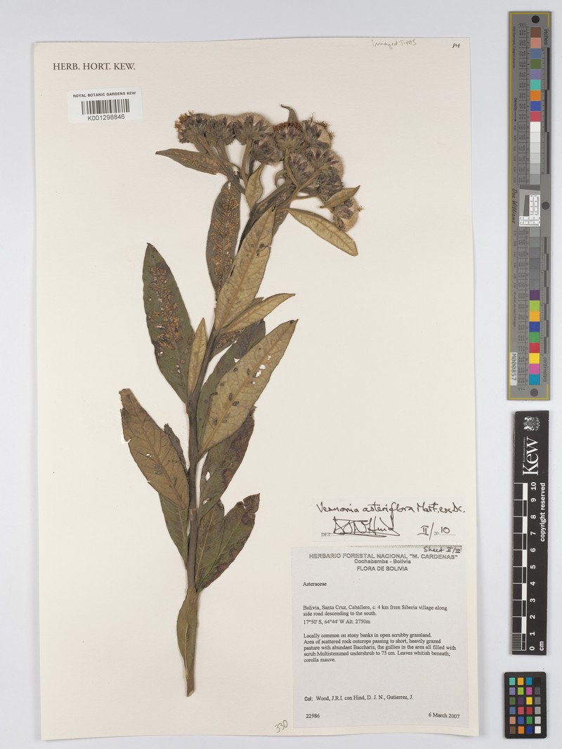 Lessingianthus asteriflorus photo 4