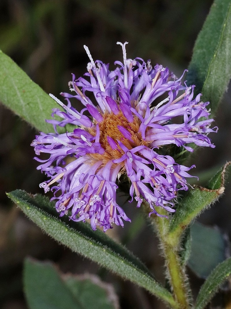 Lessingianthus bardanoides