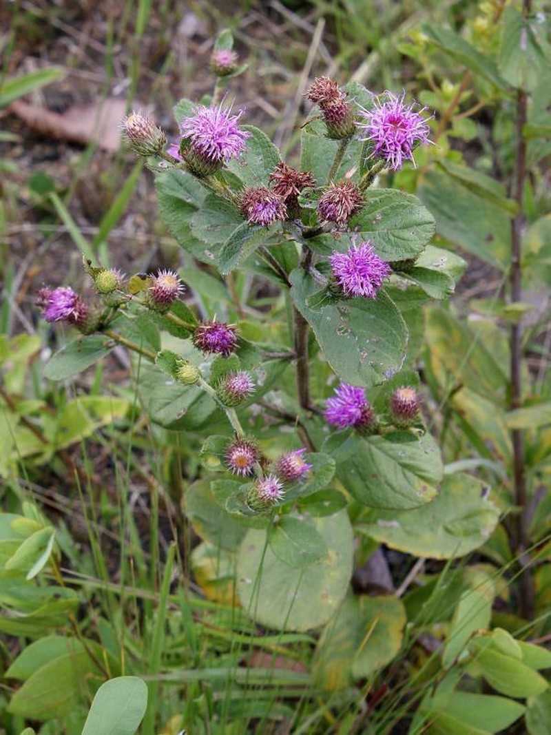 Lessingianthus bardanoides photo 3