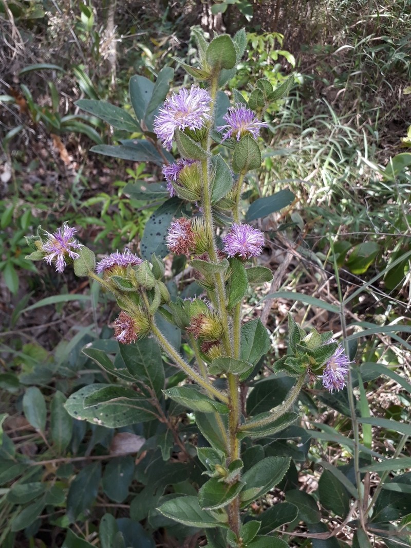 Lessingianthus bardanoides photo 4