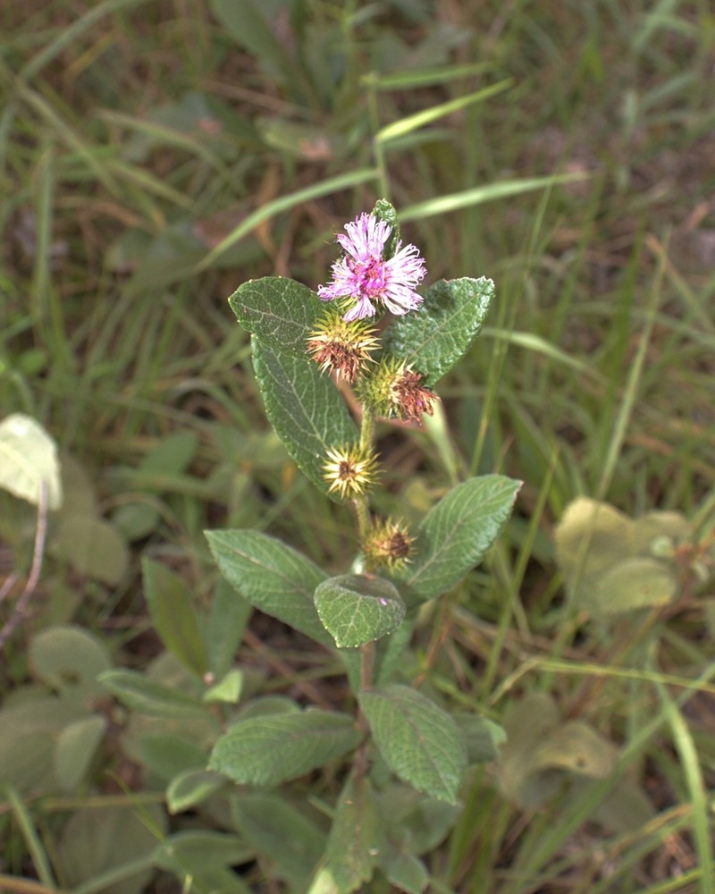 Lessingianthus bardanoides photo 7