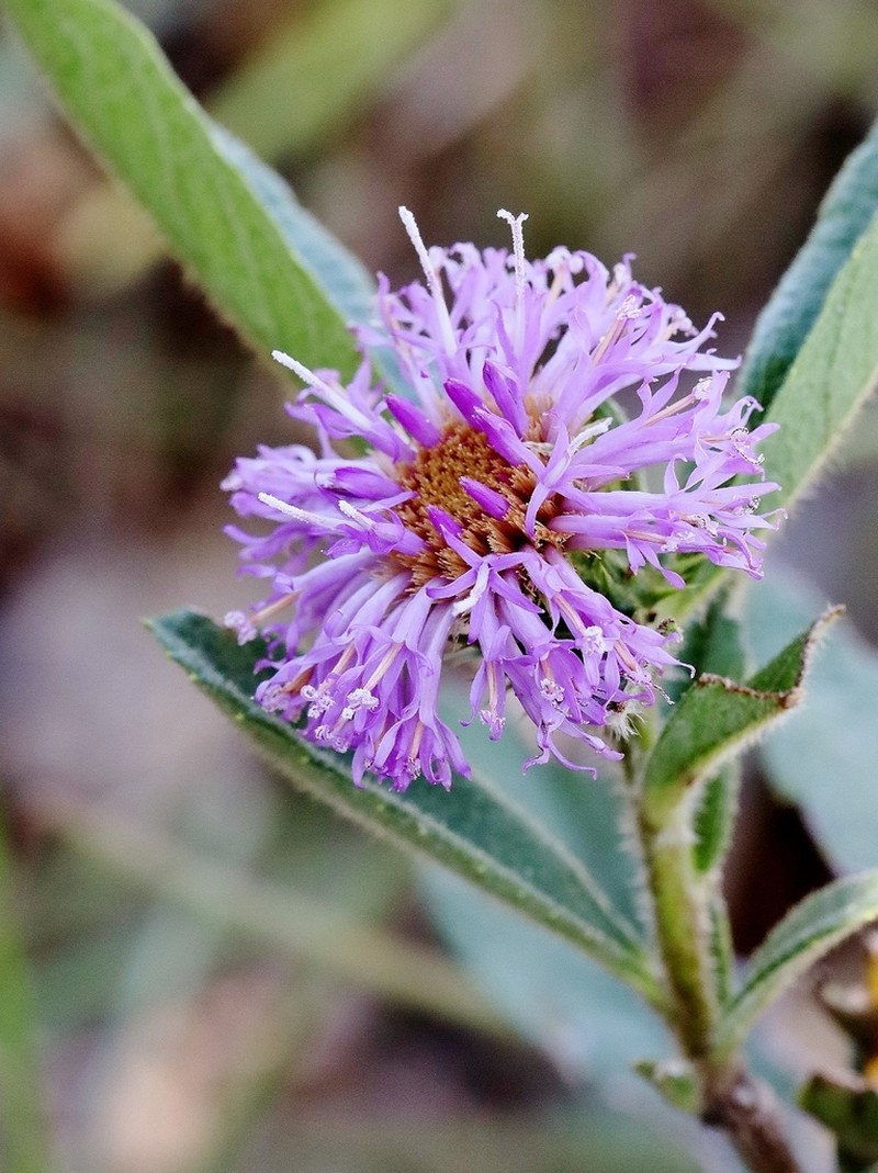 Lessingianthus bardanoides photo 8