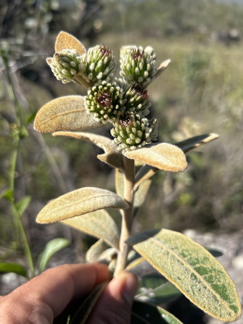 Lessingianthus bishopii
