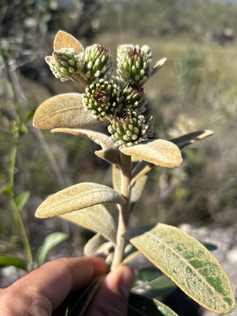 Lessingianthus bishopii photo 5