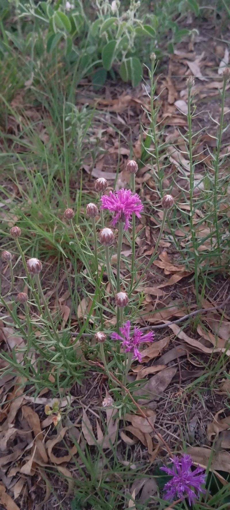 Lessingianthus brevifolius