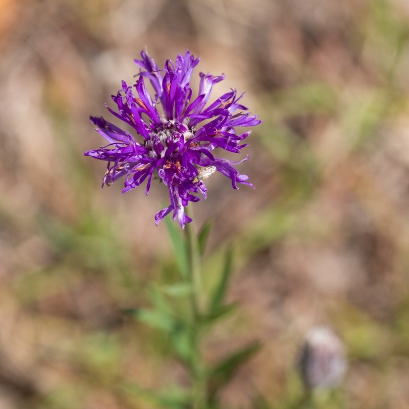 Lessingianthus brevifolius photo 2