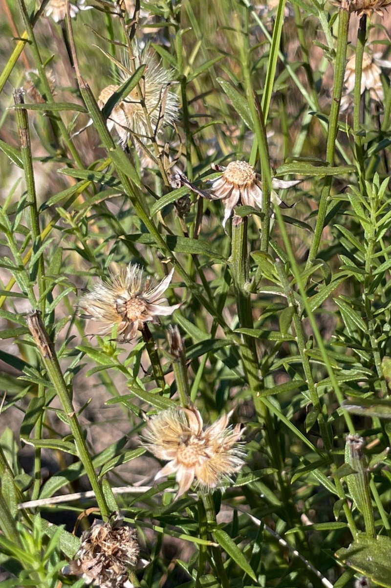 Lessingianthus brevifolius photo 3