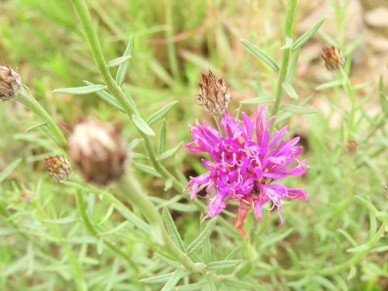 Lessingianthus brevifolius photo 4