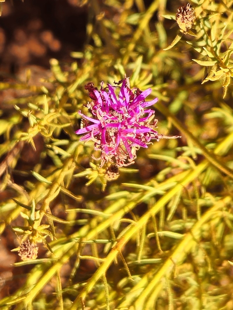 Lessingianthus brevifolius photo 5